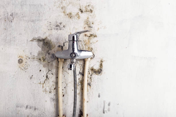 Best Kitchen Mold Remediation in Fruitport, MI