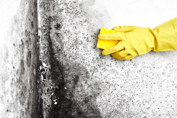 Best Localized Mold Remediation (e.g., coastal areas, humid climates) in Fruitport, MI