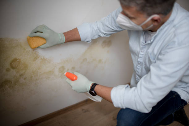 Best Black Mold Remediation in Fruitport, MI