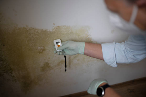 Best Basement Mold Remediation in Fruitport, MI