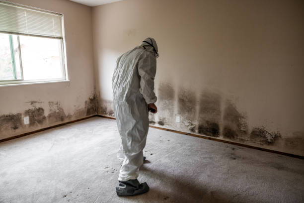 Best Residential Mold Remediation in Fruitport, MI