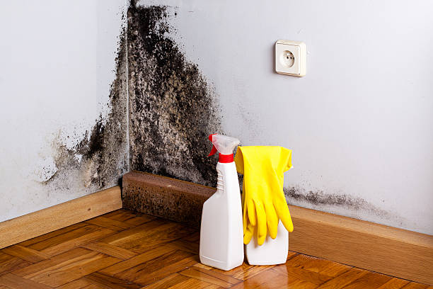 Best DIY Mold Remediation Support Services in Fruitport, MI