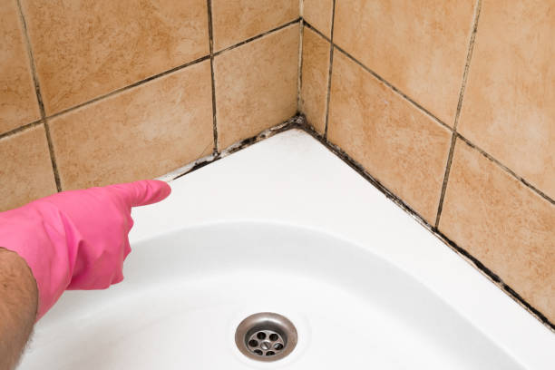 Best Commercial Mold Remediation in Fruitport, MI
