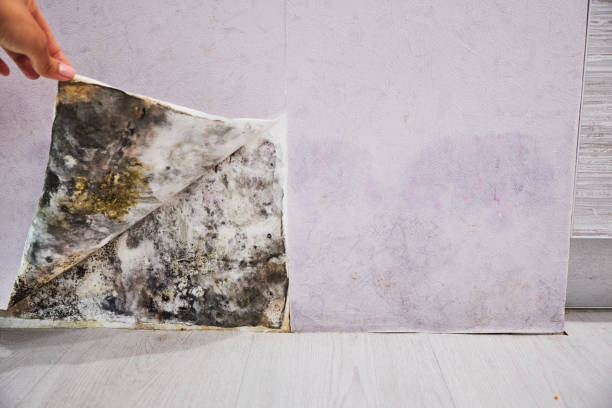 Trusted Fruitport, MI Mold Remediation Experts